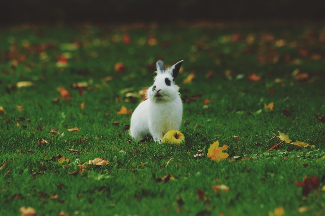 The Gentle Rabbit: Conflict Resolution Through Compassion (image credits: unsplash)