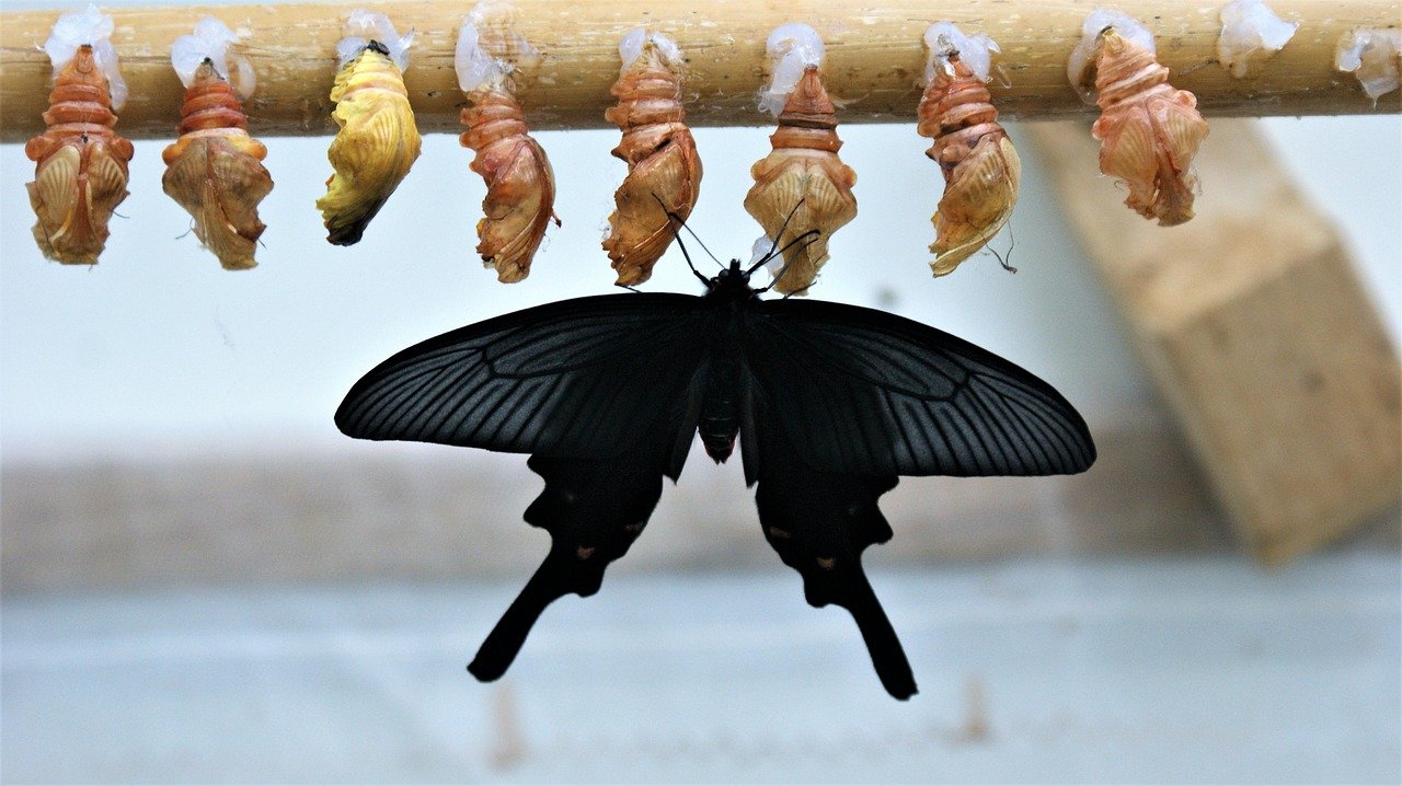 The Transformative Butterfly: Beauty Through Balanced Change (image credits: pixabay)