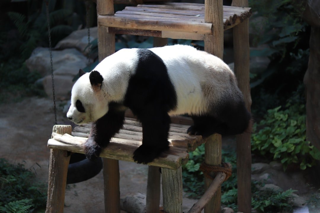 The Balanced Panda: Finding Peace Through Gentle Strength (image credits: unsplash)