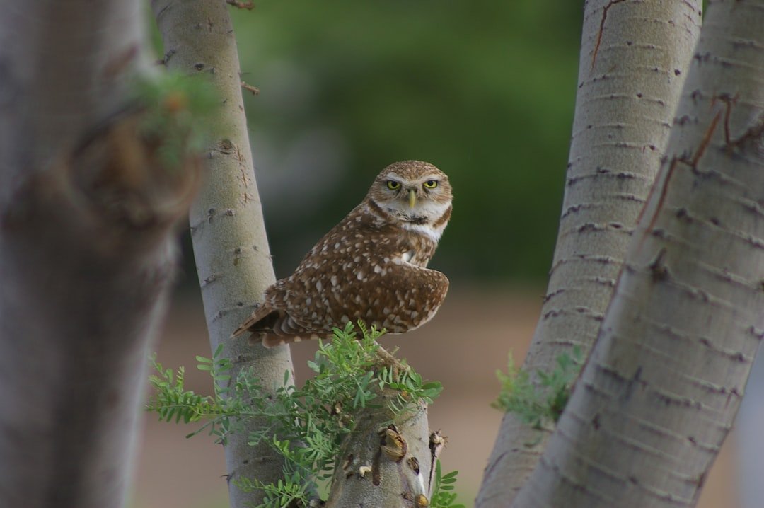 The Wise Owl: Intuitive Justice and Inner Truth (image credits: unsplash)