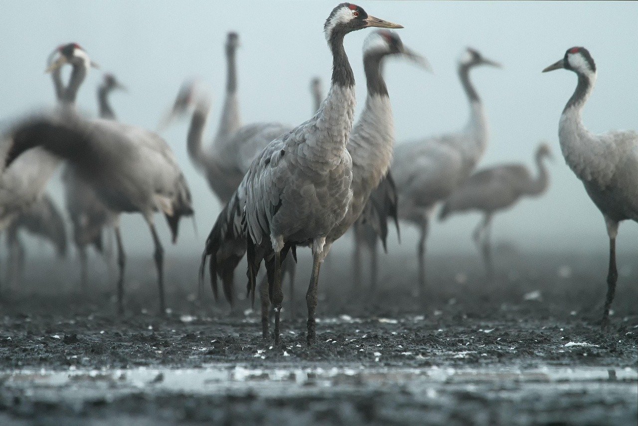 The Social Crane: Graceful Adaptation in Changing Times (image credits: pixabay)