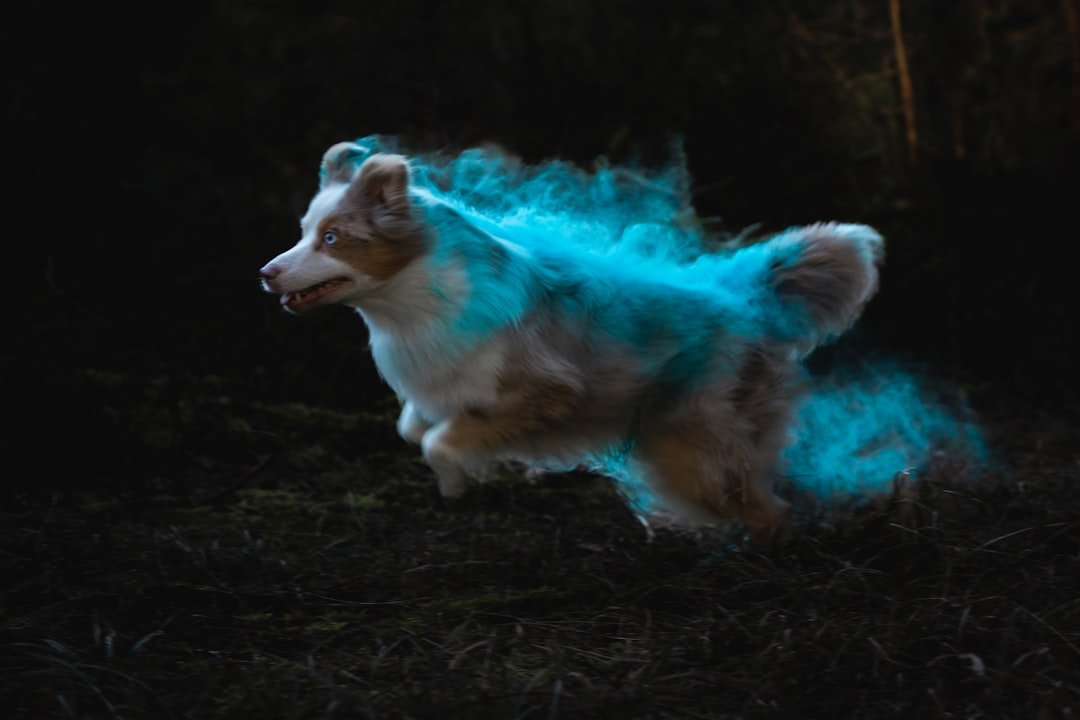 Embracing Your Spirit Animal Guidance for Greater Justice (image credits: unsplash)