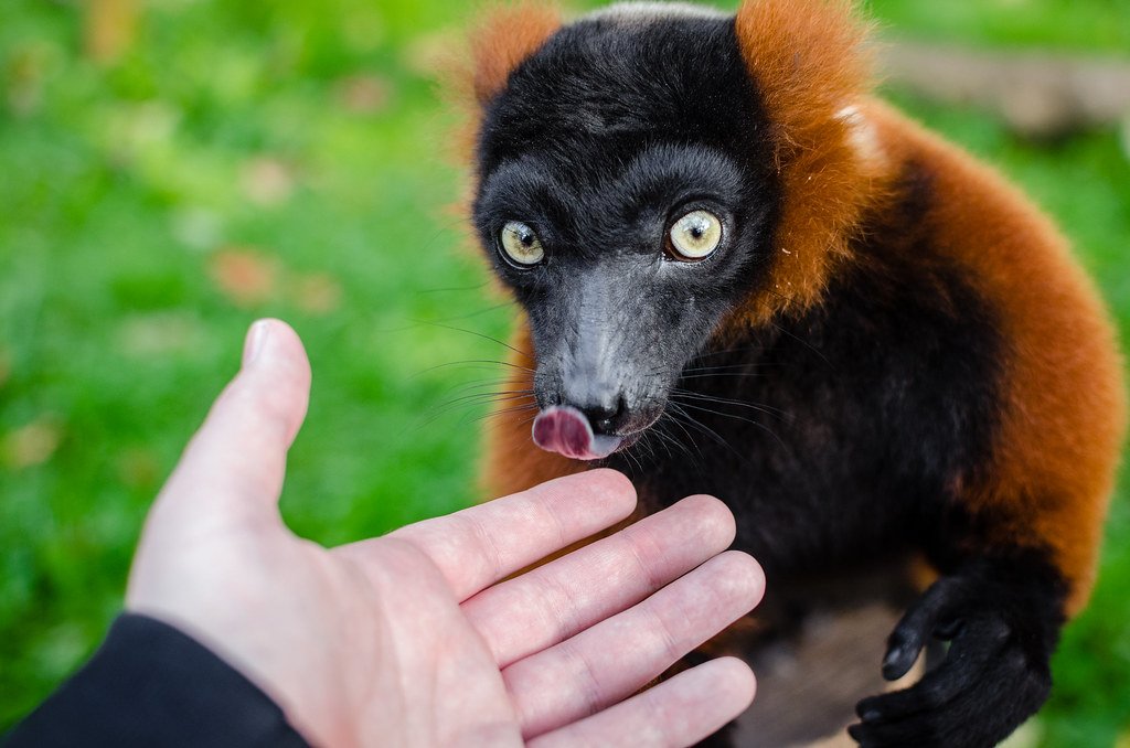 The Humanitarian Connection to Misunderstood Creatures (image credits: flickr)