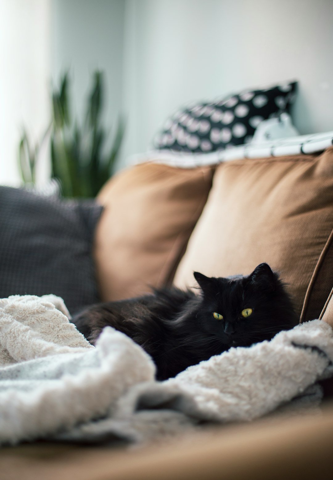 Taurus Unpacked: Steady Hearts, Comfort-Seeking Homes (image credits: unsplash)