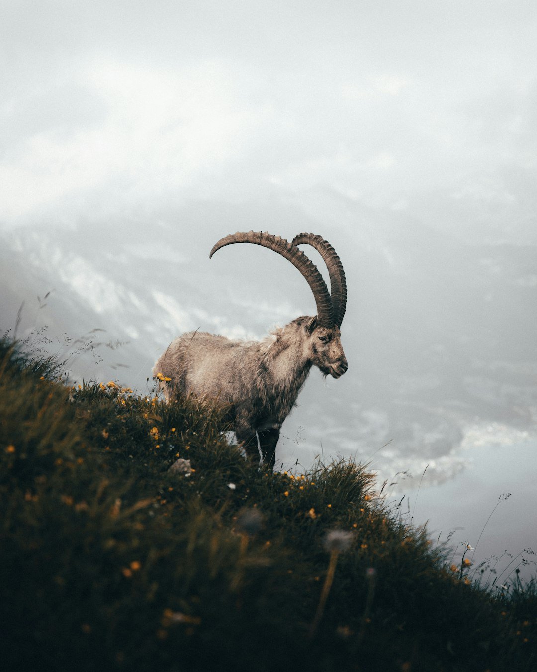 Capricorn Revealed: Ambitious Rhythms, Mountain-Strong Bonds (image credits: unsplash)