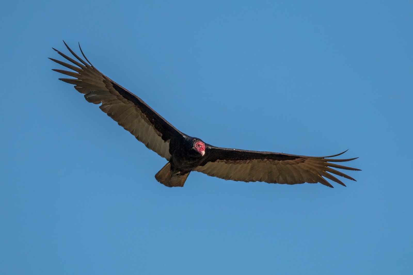 Global Perspectives Beyond One Bird (image credits: wikimedia)