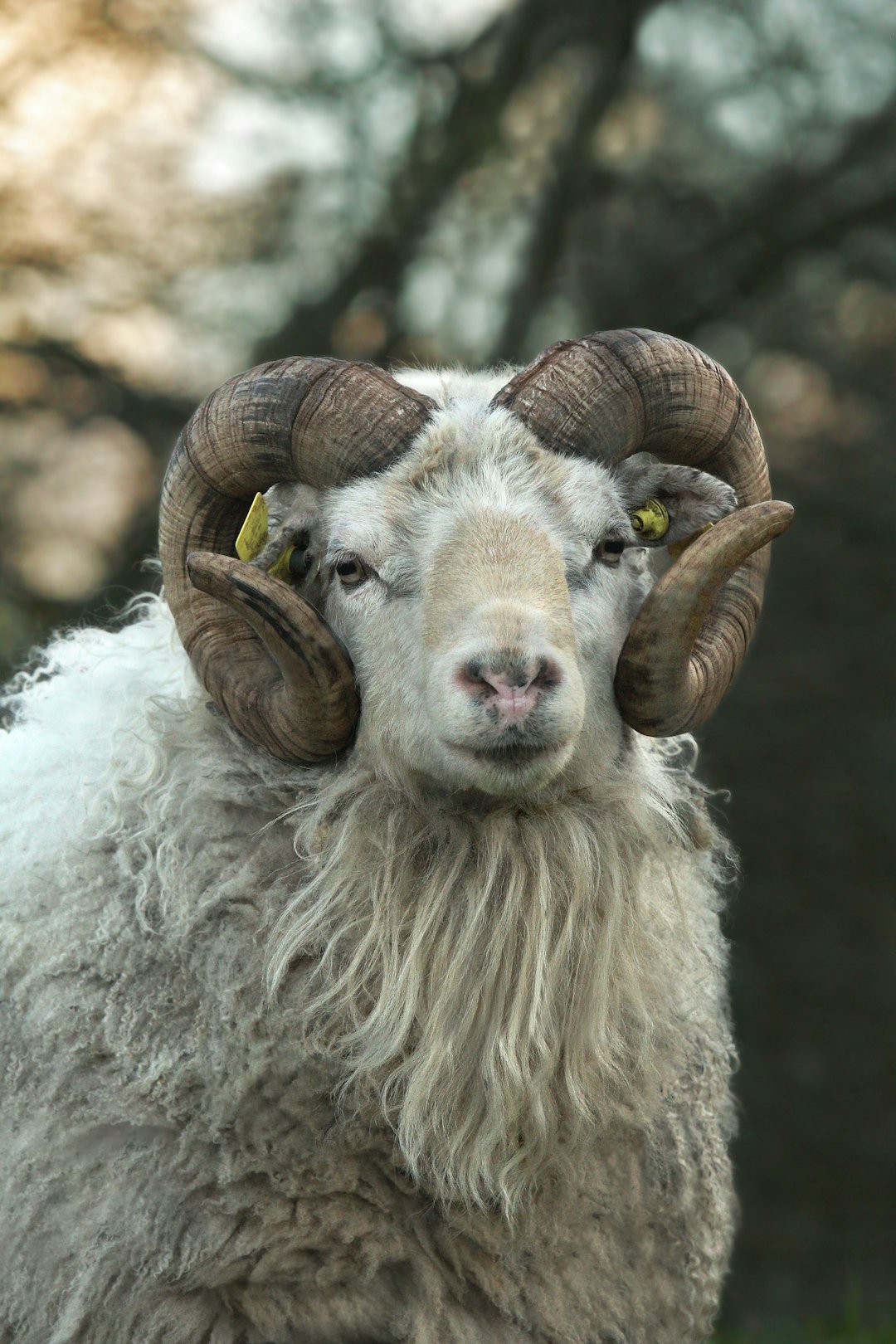 Anatomy of a Ram: Physics Behind the Myth (image credits: unsplash)