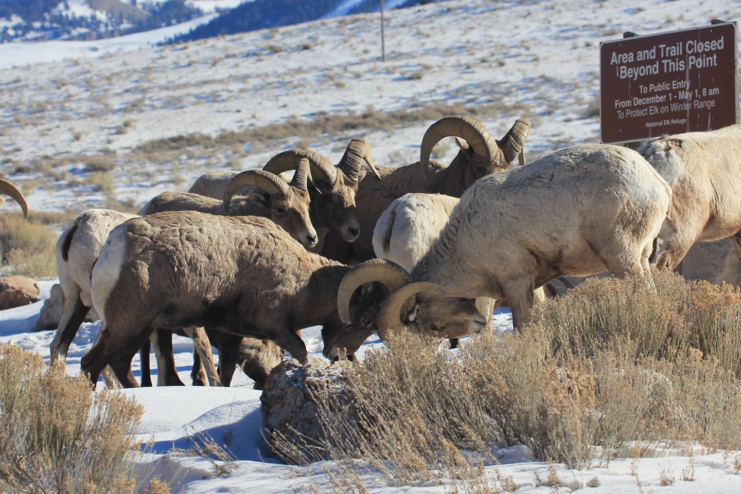 The Challenger Archetype in the Wild (image credits: wikimedia)