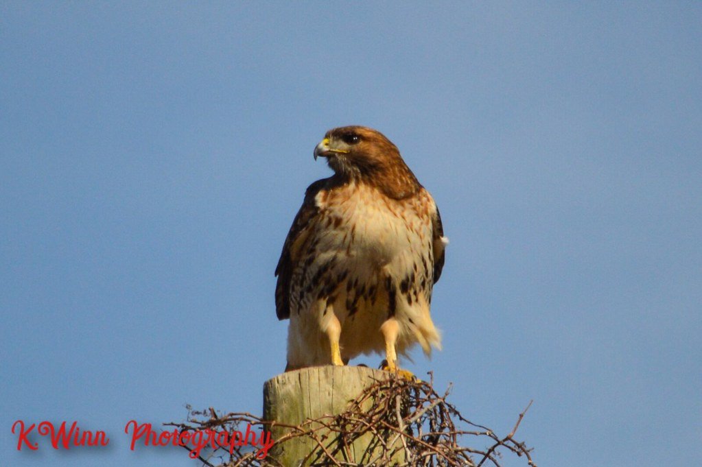 Aries: The Hawk's Hidden Wisdom (image credits: flickr)