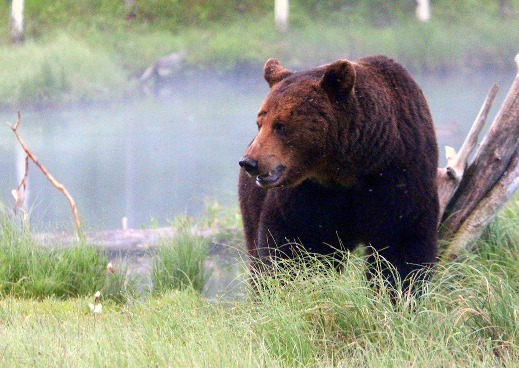 Taurus: The Bear's Gentle Power (image credits: flickr)