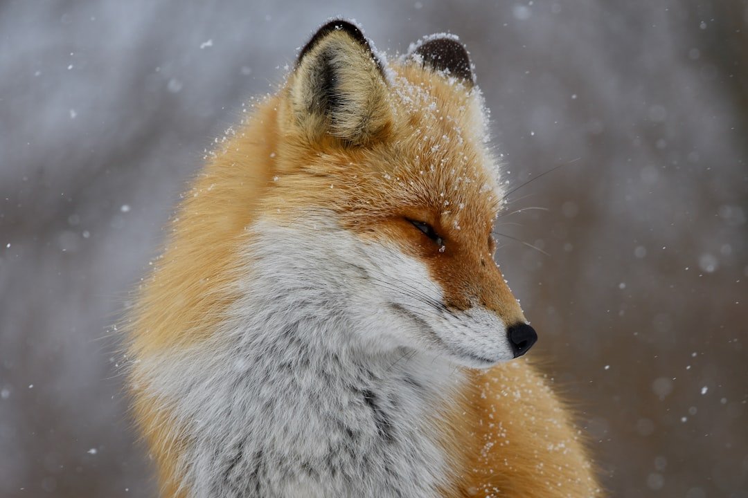 Gemini: The Fox's Clever Adaptability (image credits: unsplash)
