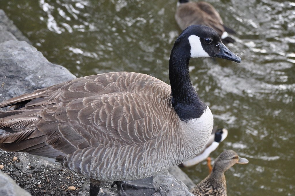 Capricorn: The Goose's Determined Migration (image credits: flickr)