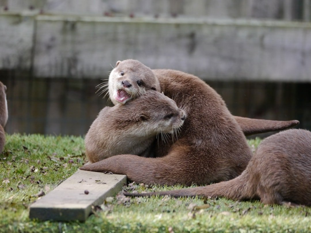 Aquarius: The Otter's Playful Intelligence (image credits: unsplash)