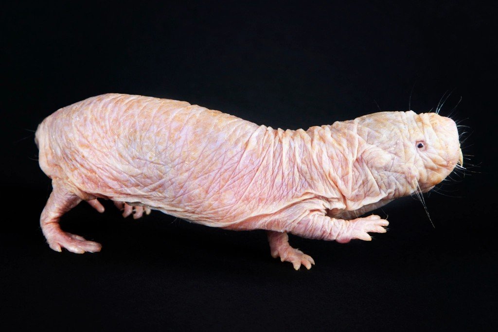 Naked Mole-Rat: The Hidden Clues Beneath the Underground (image credits: rawpixel)