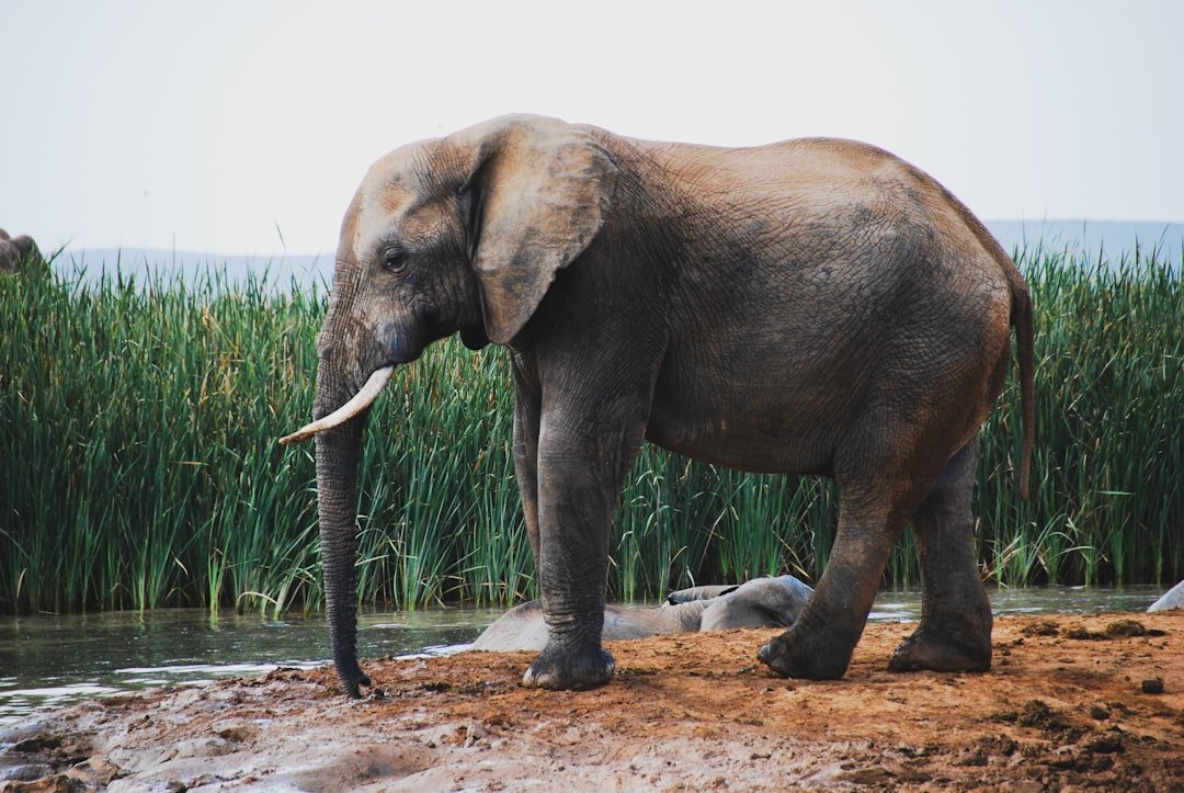 African Elephant: Peto’s Paradox in Motion (image credits: unsplash)