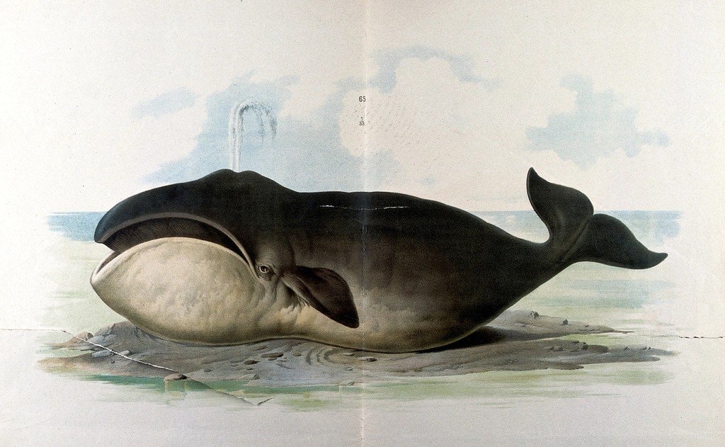 Bowhead Whale: Longevity Without the Expected Cancer Burden (image credits: rawpixel)