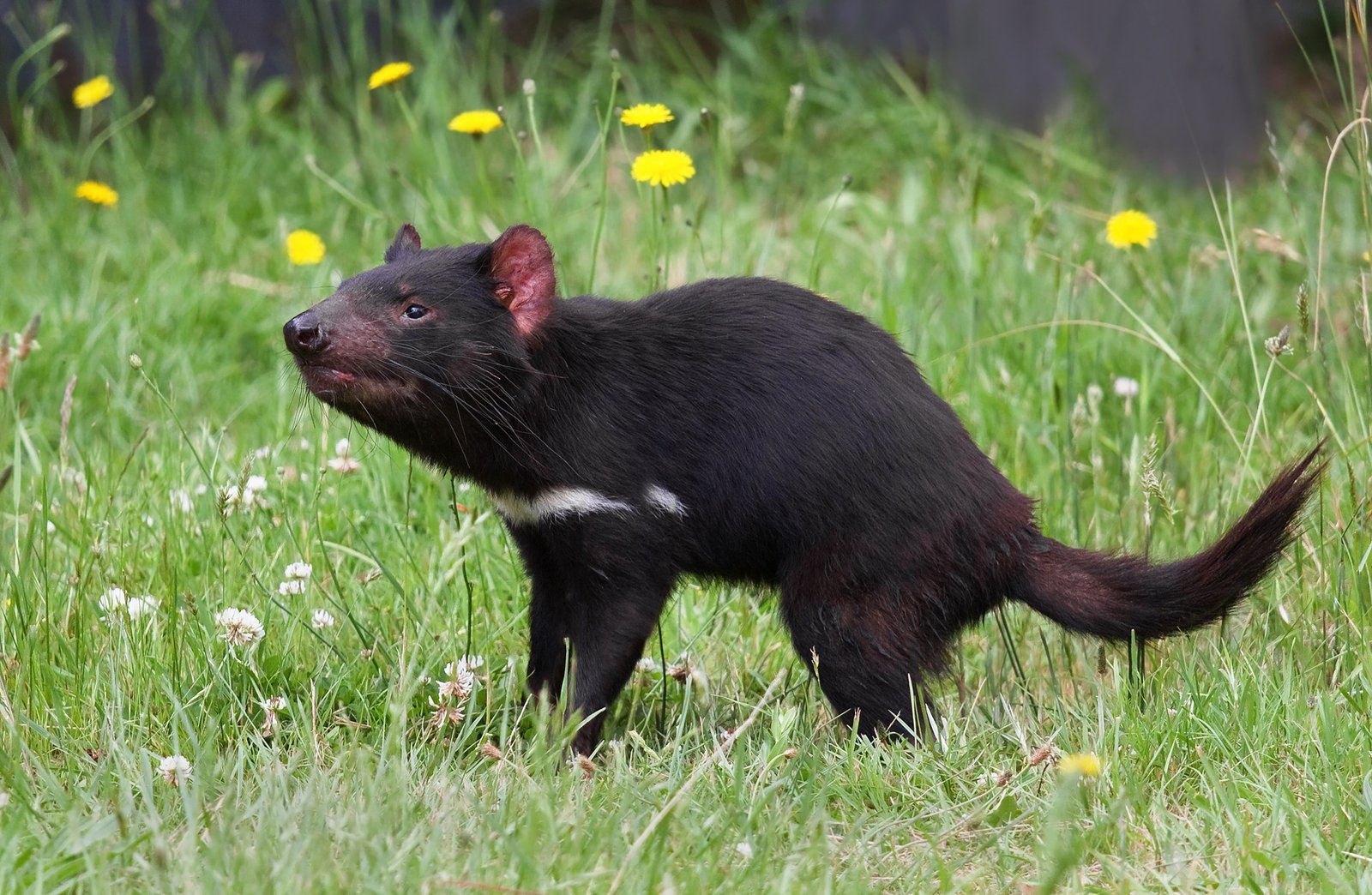 Tasmanian Devil: Evolution Fights Back Against a Transmissible Cancer (image credits: wikimedia)