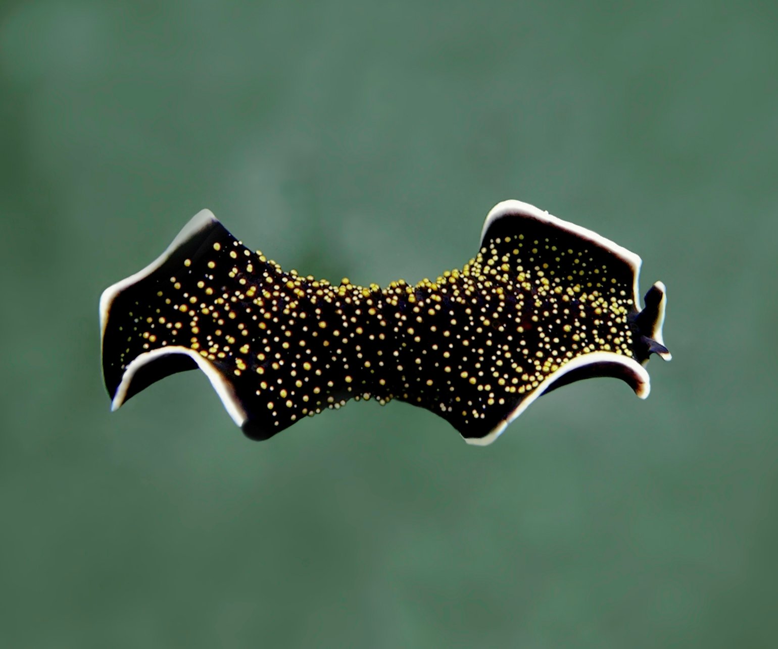Planarian Flatworm: Regeneration with Built-In Safeguards (image credits: wikimedia)