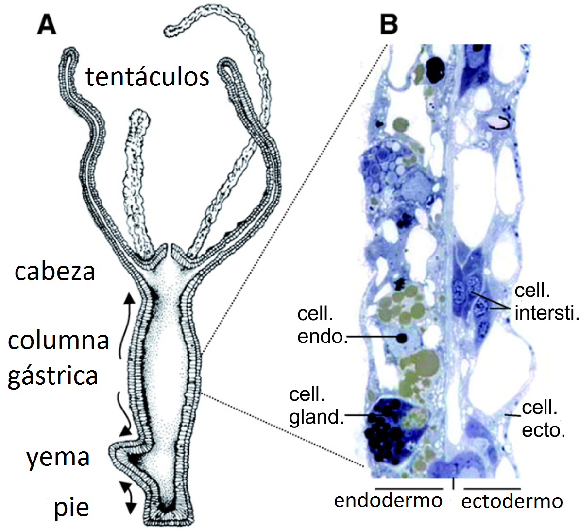 Hydra: Near-Ageless Bodies and Tumor Lessons from Simplicity (image credits: wikimedia)