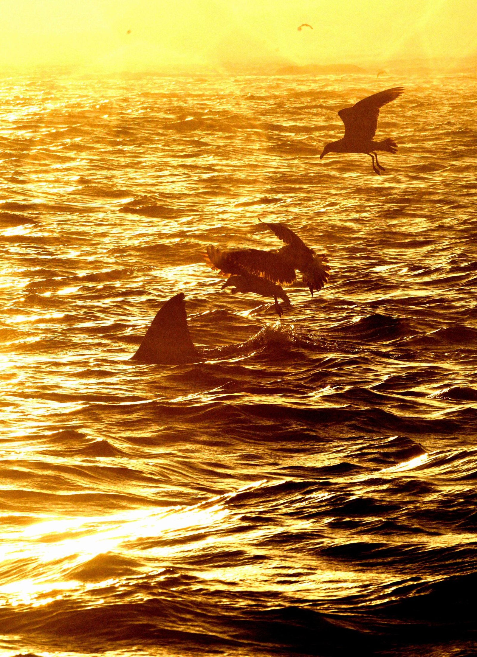 From Seals to Sharks: A Protected Food Web Rebuilt (image credits: wikimedia)