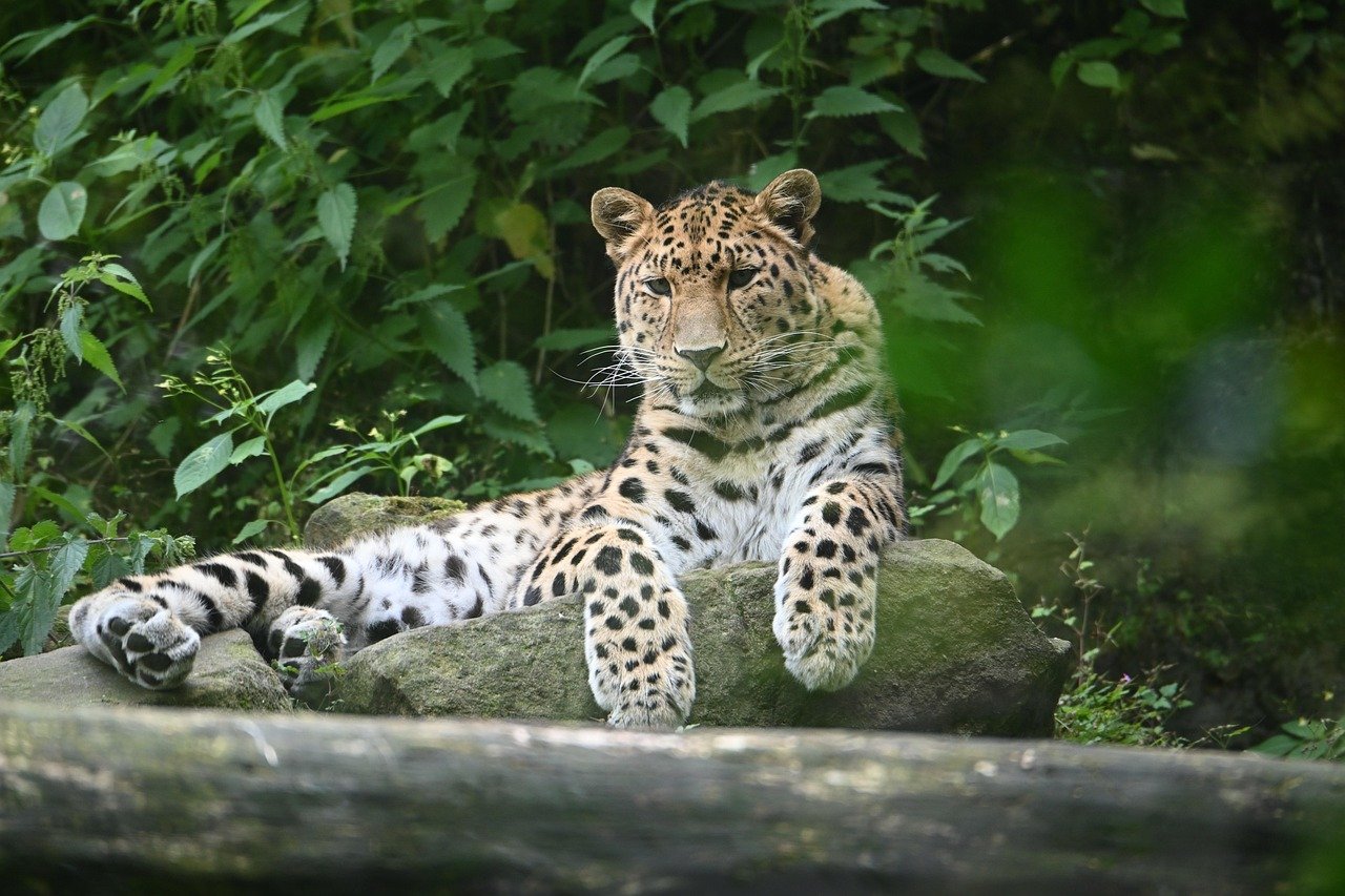 The Amur Leopard - Embodying the Fierce Independence of Aries (image credits: pixabay)