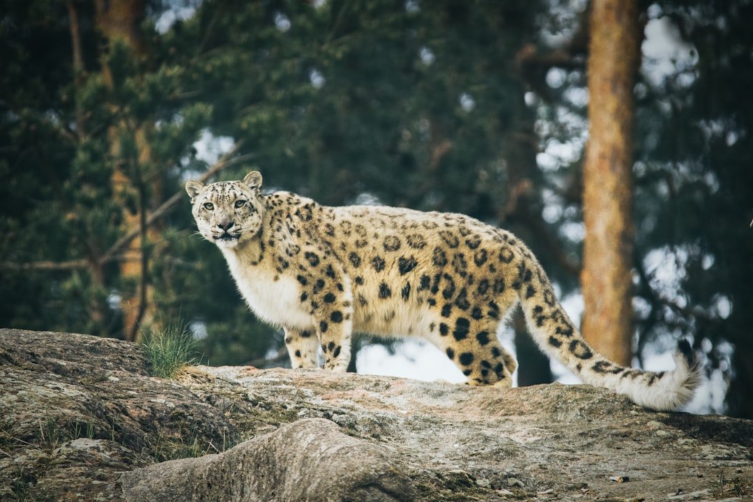 The Snow Leopard - Channeling the Mysterious Soul of Scorpio (image credits: unsplash)