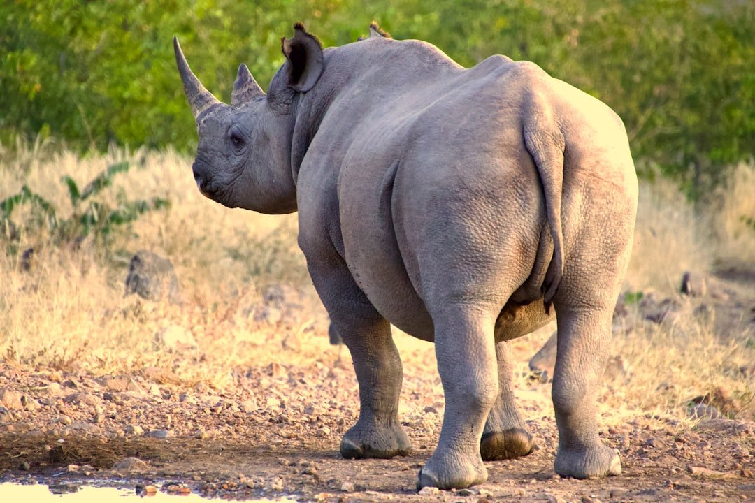 The Javan Rhinoceros - Reflecting the Steadfast Nature of Taurus (image credits: unsplash)