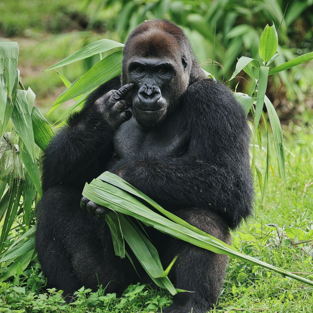 The Cross River Gorilla - Embodying the Gentle Strength of Cancer (image credits: unsplash)