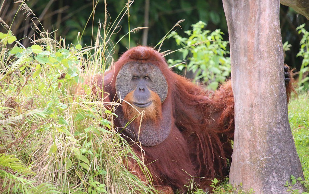 The Sumatran Orangutan - Wisdom and Grace of Virgo (image credits: flickr)