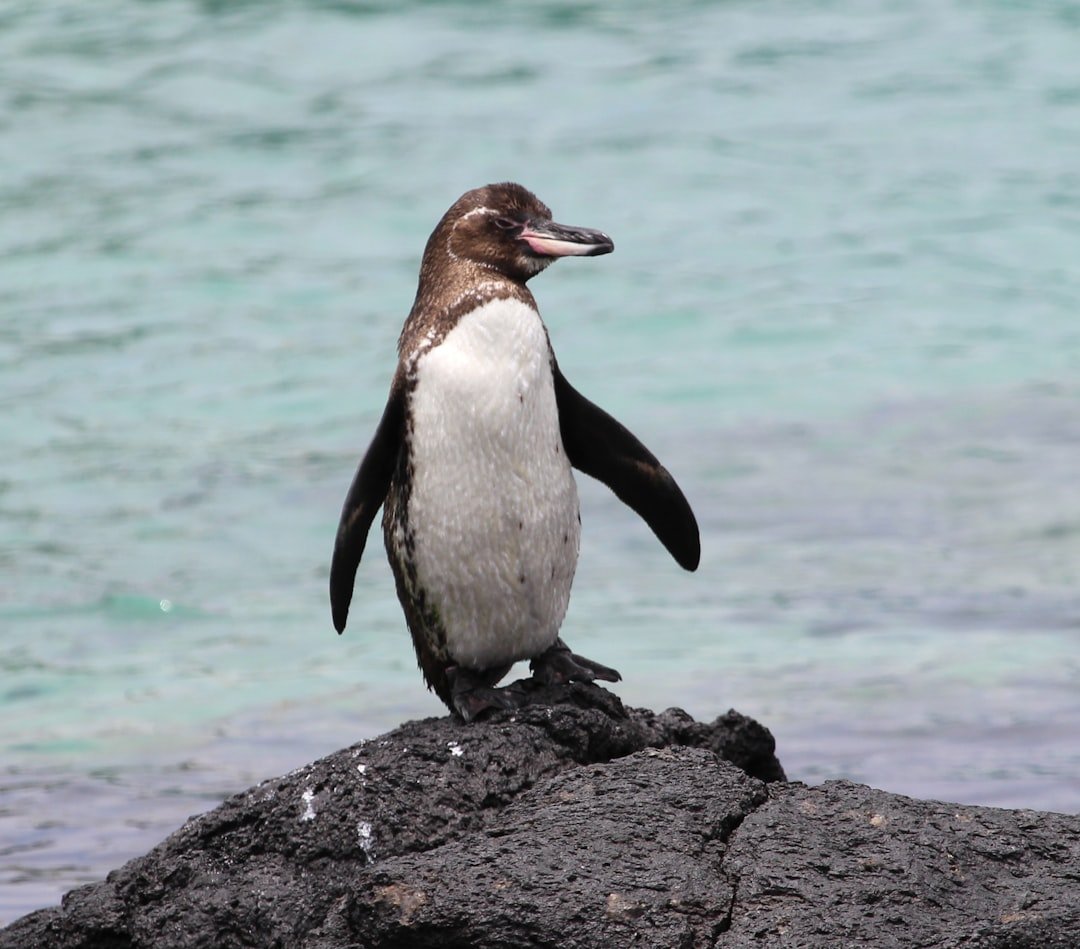 The Galápagos Penguin - Seeking Balance Like Libra (image credits: unsplash)
