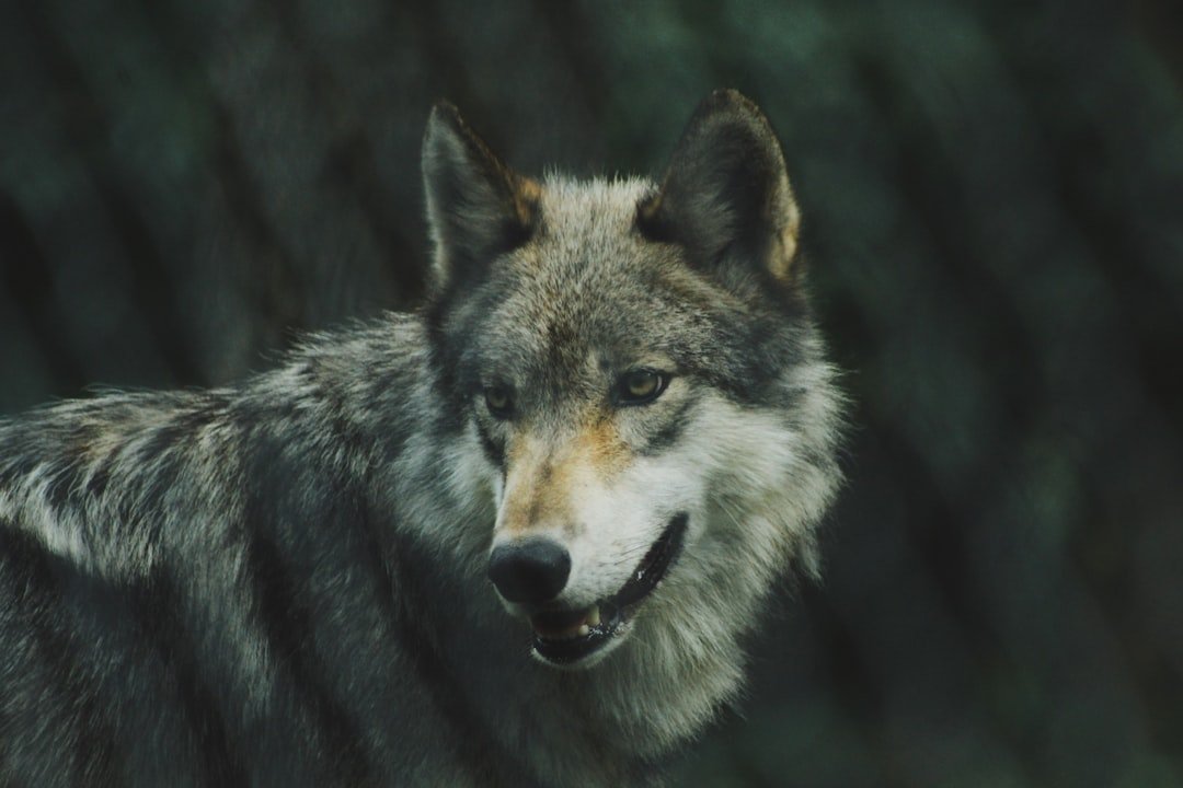 The Hidden Clues (image credits: unsplash)