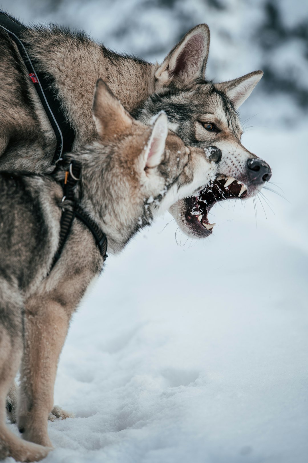Capricorn and Virgo: Discipline, Order, and Quiet Power (image credits: unsplash)
