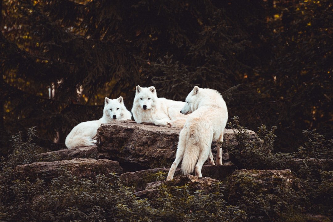 Beyond the Horoscope: What Ethology Really Shows (image credits: unsplash)