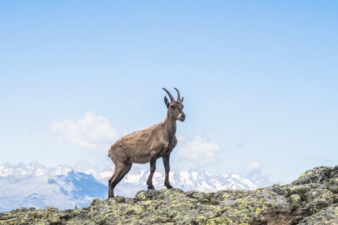 High Cliffs, Steady Hooves (image credits: unsplash)