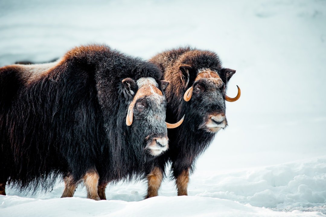 Cold‑World Power and Patience (image credits: unsplash)