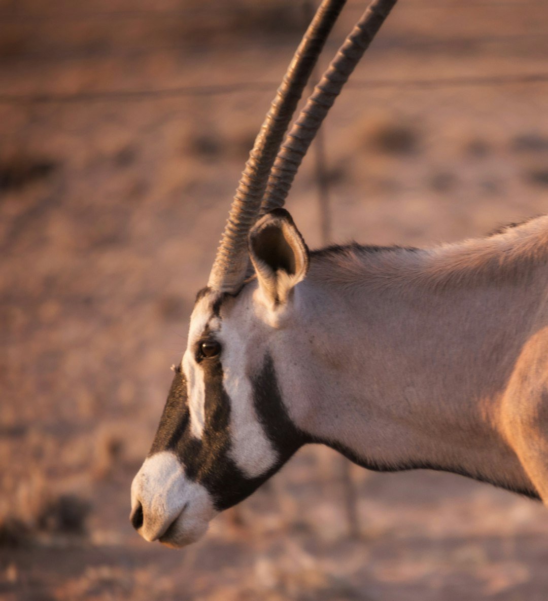 Desert and Dryland Endurance (image credits: unsplash)