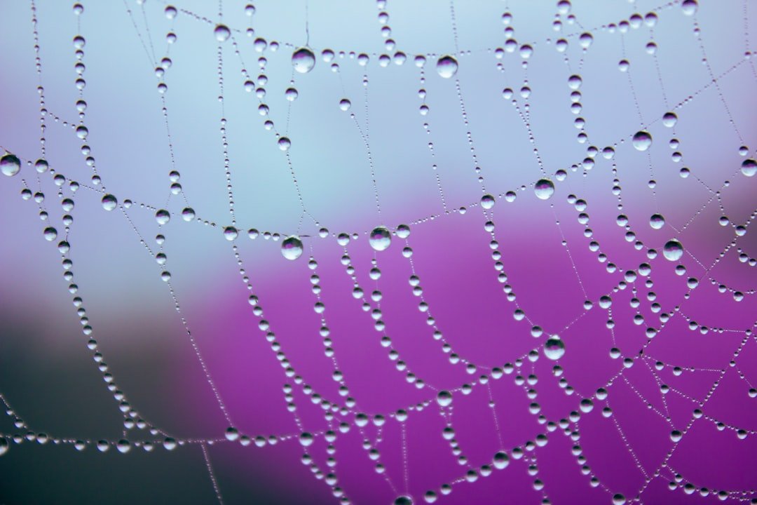 Spider-Man: Silks, Senses, and Stickiness (image credits: unsplash)