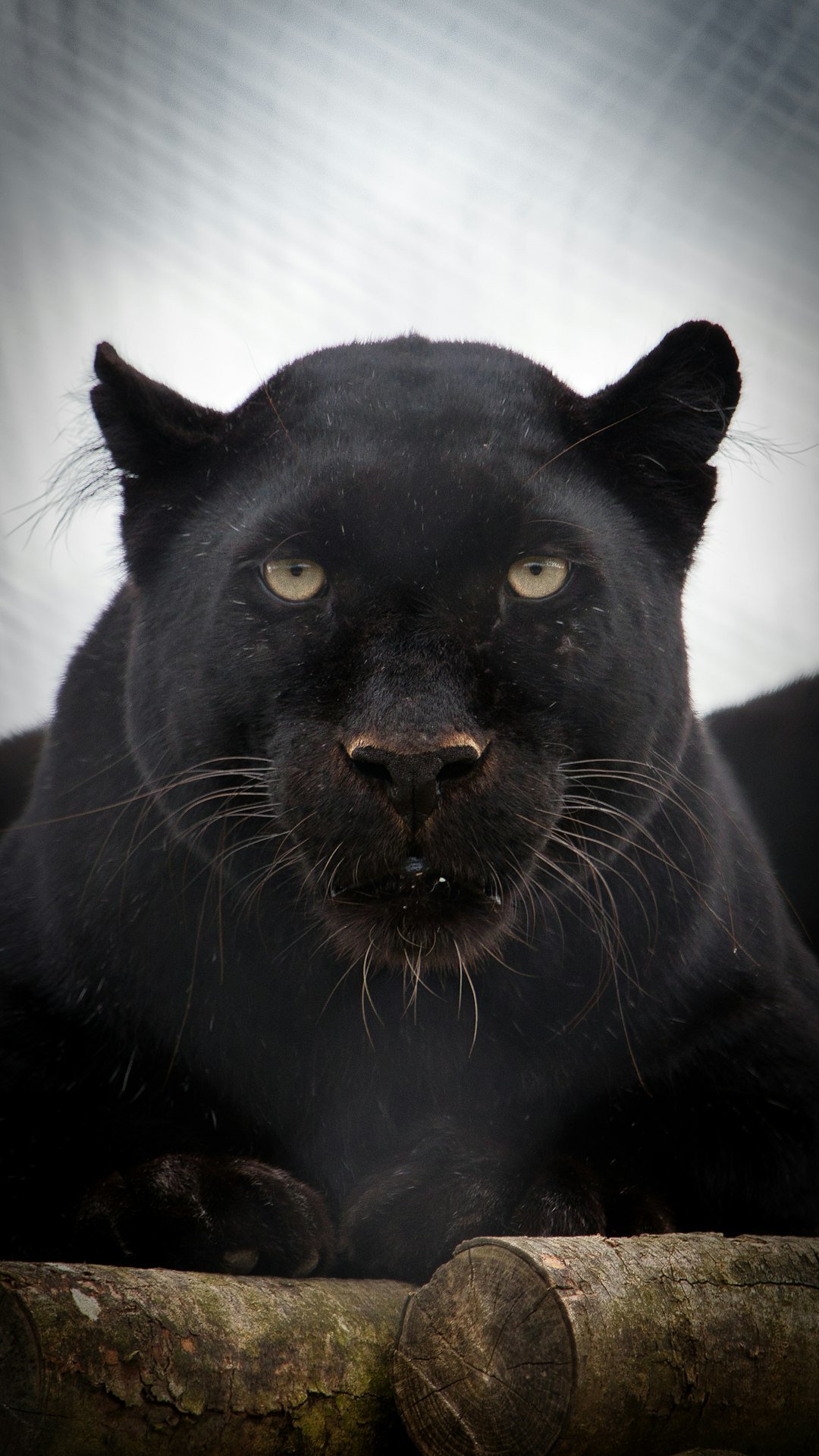 Black Panther: Stealth, Speed, and Night Vision (image credits: unsplash)