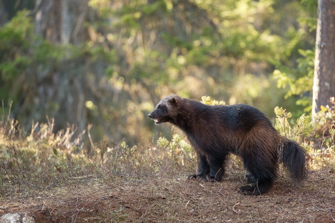 Wolverine: Healing, Claws, and Cold Survival (image credits: unsplash)