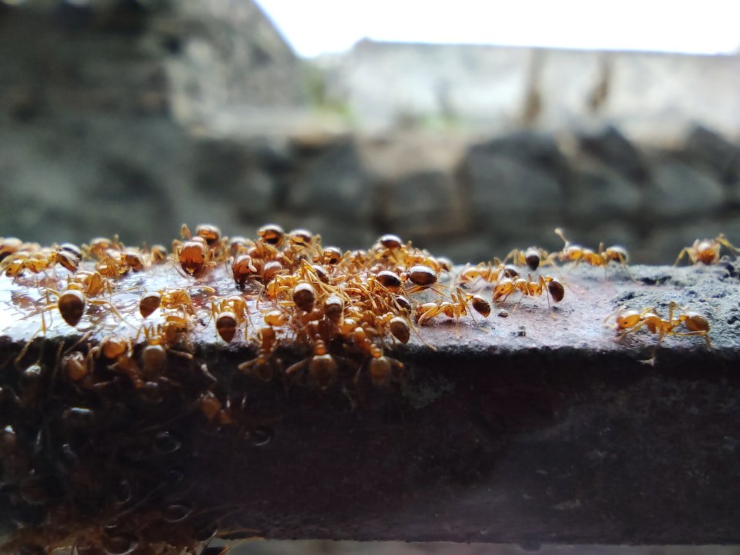 Ant-Man: Strength of the Small and Swarm Logic (image credits: unsplash)