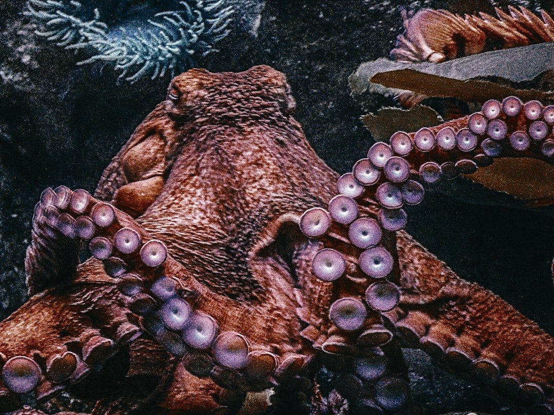 Mystique: Cephalopod Lessons in Disguise (image credits: unsplash)