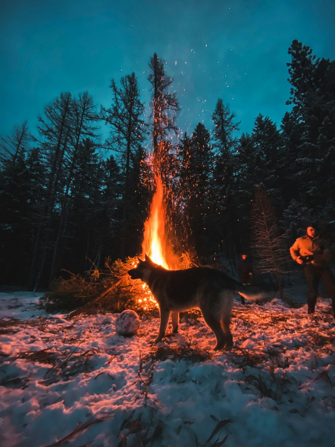 Fire Signs Meet Working Dogs: Friction Points (image credits: unsplash)
