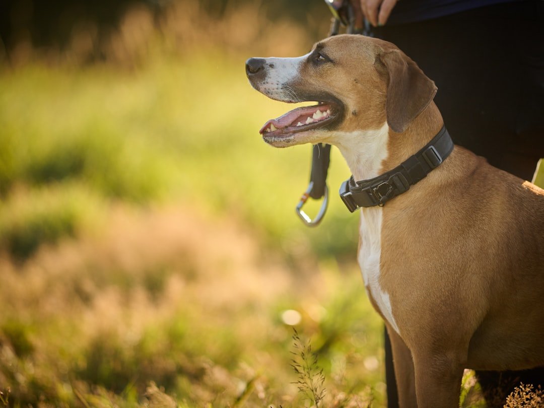 Air Signs vs Velcro Dogs: Independence or Neediness? (image credits: unsplash)