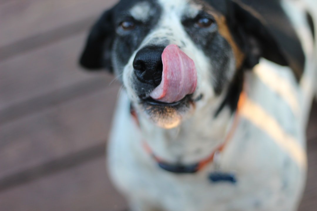 Signs in the Shelter: The Mixed-Breed Reality Check (image credits: unsplash)