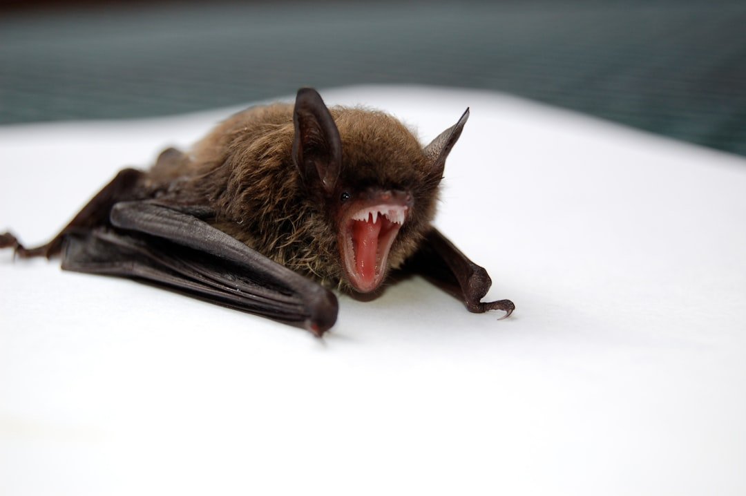 Vampires and Bats: The Night Networker (image credits: unsplash)