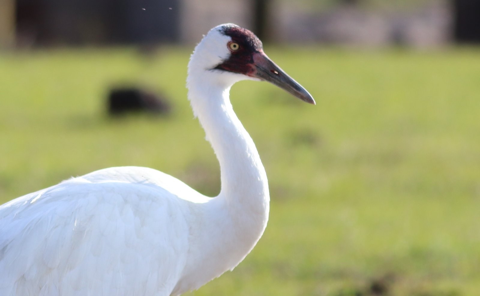 From Near-Extinction to Audacious Comeback (image credits: wikimedia)