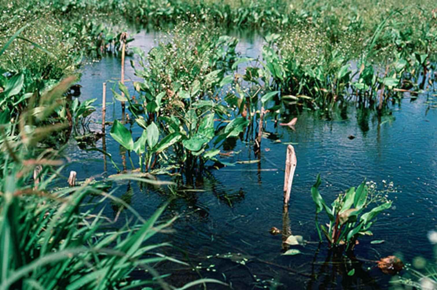 Midwestern Wetlands, Rebuilt and Resilient (image credits: wikimedia)