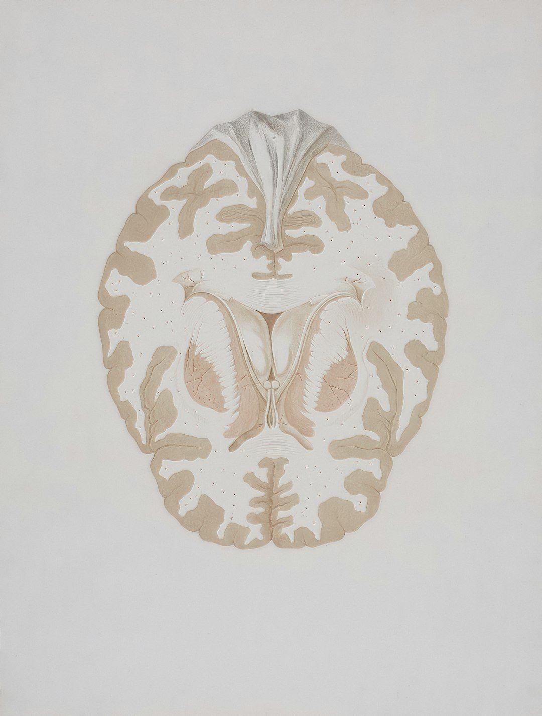 The Human Brain on Myth (image credits: unsplash)