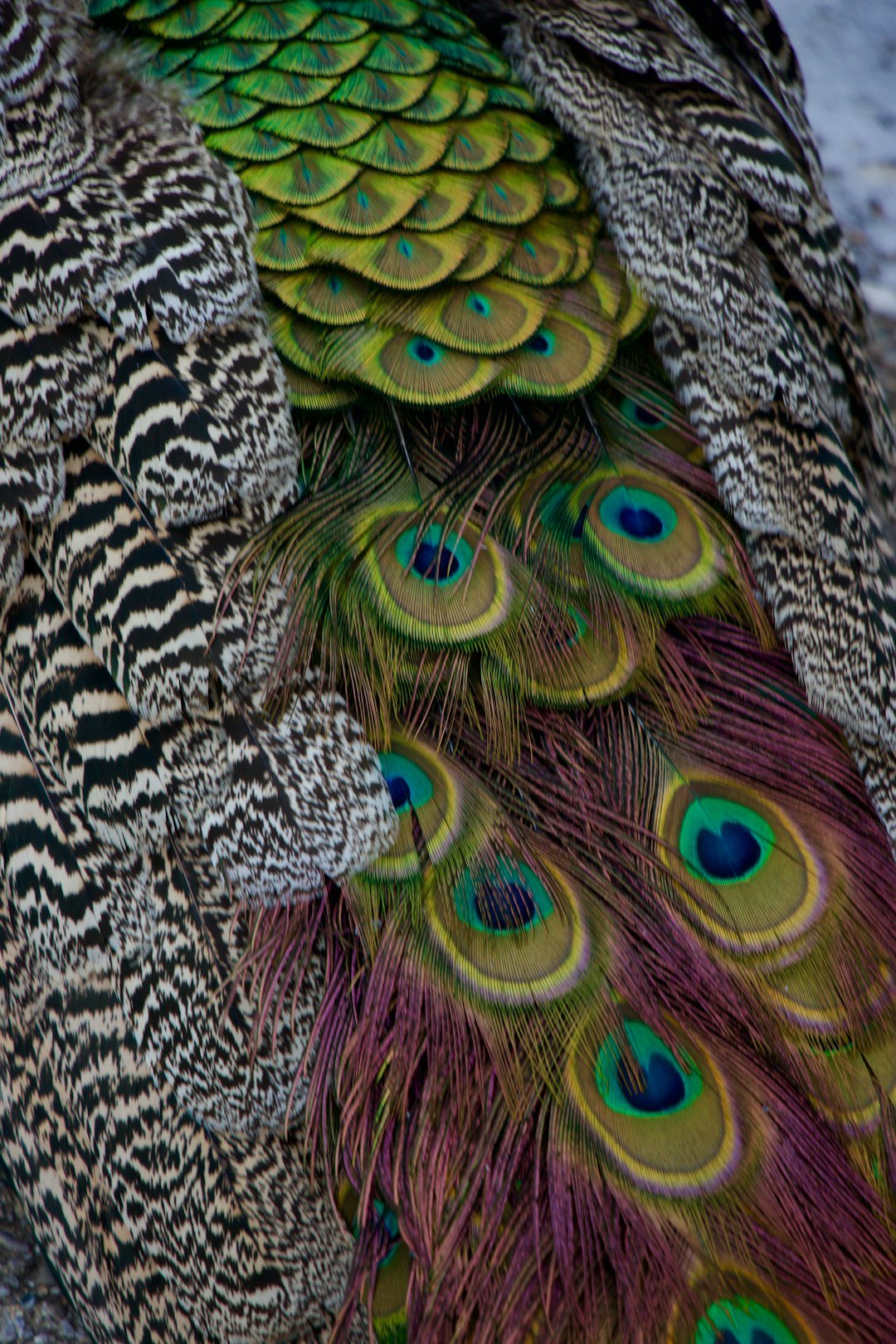 From Ancient Totems to Modern Closets (image credits: unsplash)
