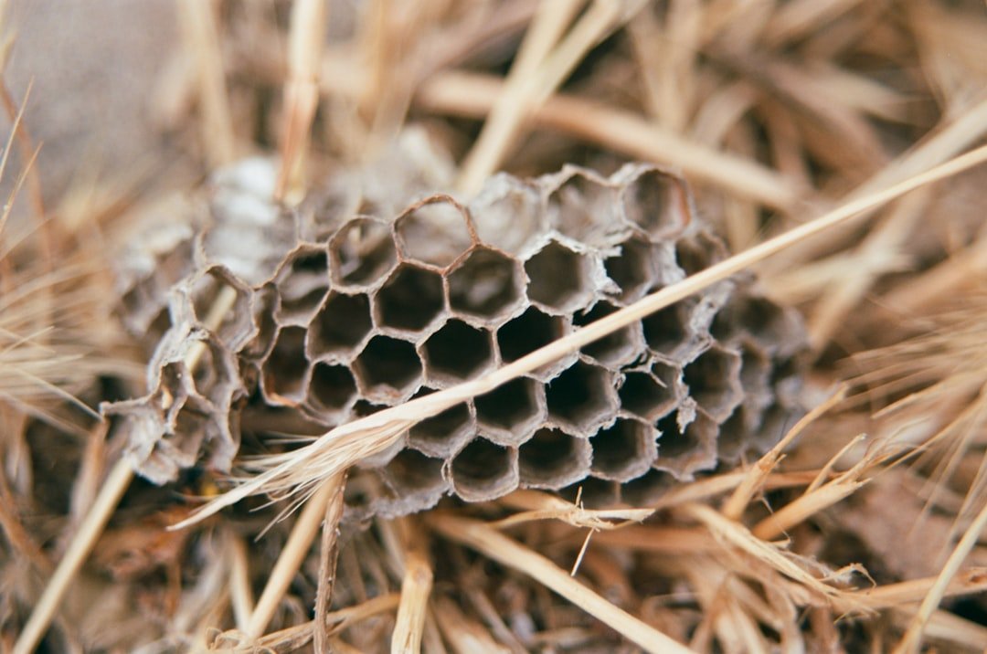 Lab to Runway: Biomimicry and Material Science (image credits: unsplash)